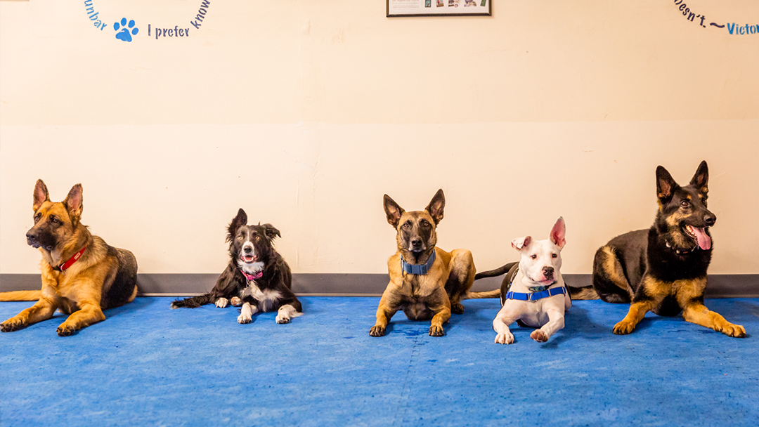 House of Dog Training Boarding&Behavior Center