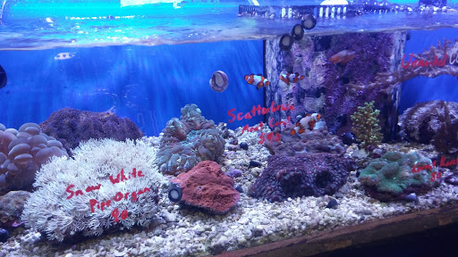 Fish Store «Aquatek Tropical Fish», reviews and photos, 8023 Burnet Rd # 1, Austin, TX 78757, USA