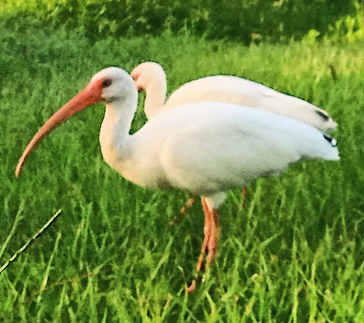 Discount Store «Walmart», reviews and photos, 3451 Tamiami Trail E, Naples, FL 34112, USA