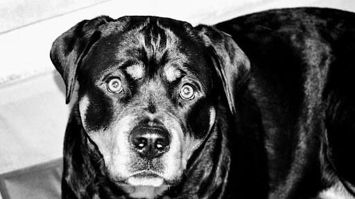 Pet Supply Store «The Natural Pet Enrichment Center», reviews and photos, 6720 Royalton Rd, North Royalton, OH 44133, USA