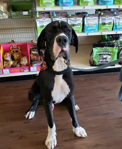 Pet Supply Store «All About Dogs & Cats LLC», reviews and photos, 1429 S Glenstone Ave, Springfield, MO 65804, USA