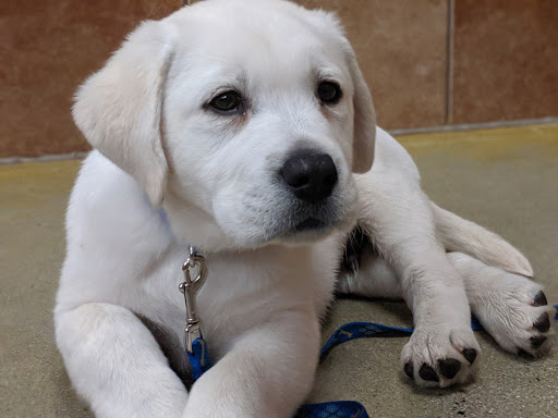 Pet Supply Store «PetSmart», reviews and photos, 160 Washington St #701, Rochester, NH 03839, USA