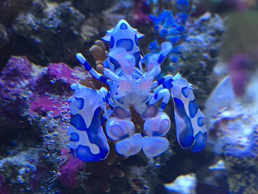 Tropical Fish Store «Fintastic Aquariums», reviews and photos, 3305 NW Main Ave, Jensen Beach, FL 34957, USA