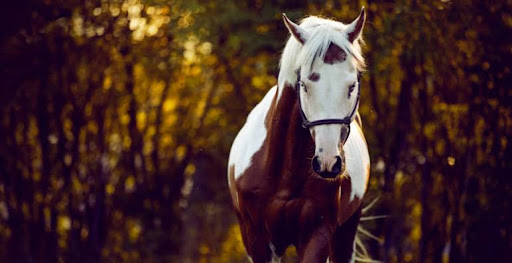 Caballos Ponys Calandria Infantil