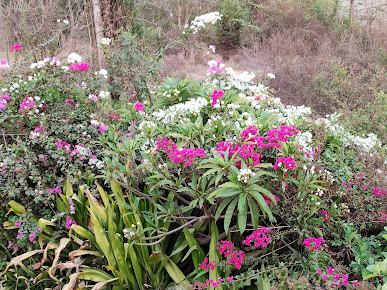 Google Maps image 13