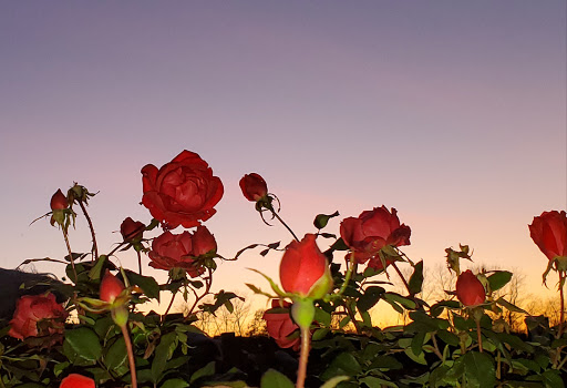 Vineyard «Muse Vineyards», reviews and photos, 16 Serendipity Ln, Woodstock, VA 22664, USA