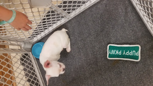 Pet Supply Store «Lil Rascals», reviews and photos, 10035 Gulf Center Dr #105, Fort Myers, FL 33913, USA