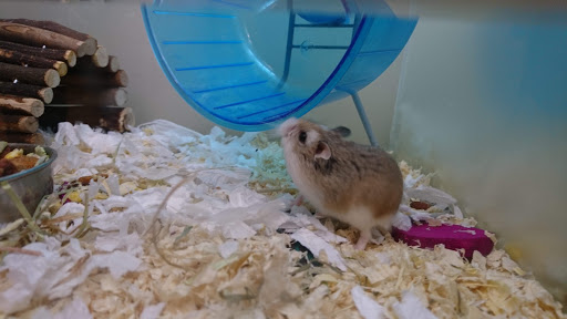 Places to buy a hamster in Southampton