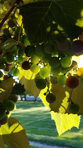 Park «Hampe Park», reviews and photos, 297 W Lies Rd, Carol Stream, IL 60188, USA