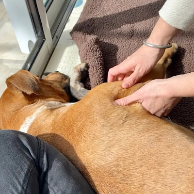 Animal Relax à Aubais