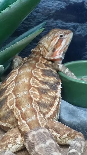 Pet Supply Store «Petco Animal Supplies», reviews and photos, 7215 170th Ave NE #115, Redmond, WA 98052, USA