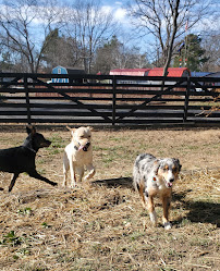Salty Dog Daycare LLC - Photo 1 - Car repair in , Waldorf