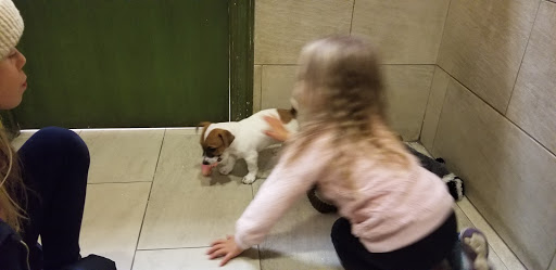 Pet Store «The Puppy Store», reviews and photos, 1163 Merrick Ave, Merrick, NY 11566, USA