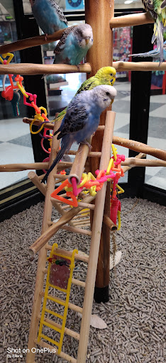 Pet Supply Store «Petco Animal Supplies», reviews and photos, 4209 Wheaton Way, Bremerton, WA 98310, USA