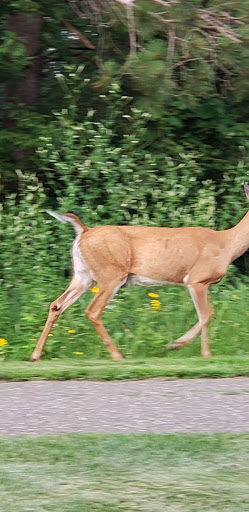 Dog Park «Stillwater MN Dog Park», reviews and photos, 148 Myrtlewood Ct, Stillwater, MN 55082, USA