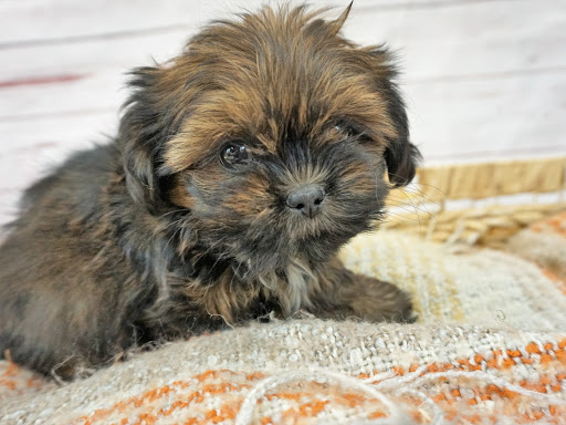 Pet Supply Store «Safari Stans Pet Center», reviews and photos, 142 Amity Rd, New Haven, CT 06515, USA