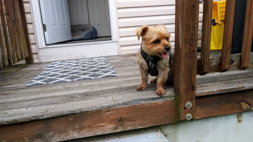 Pet Supply Store «Petco Animal Supplies», reviews and photos, 97 NE Plaza, North East, MD 21901, USA