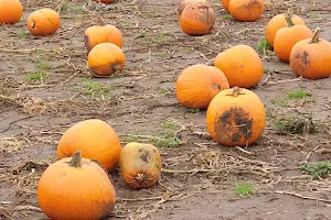 Sandy Bottom Farm Pumpkins image