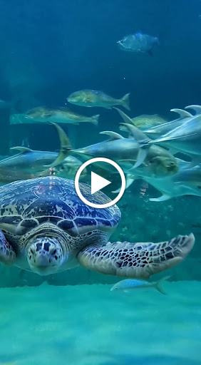 Aquarium «North Carolina Aquarium at Pine Knoll Shores», reviews and photos, 1 Roosevelt Blvd, Pine Knoll Shores, NC 28512, USA