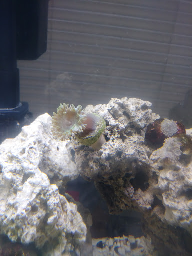 Tropical Fish Store «The Fish Store», reviews and photos, 2050 Chamblee Tucker Rd, Chamblee, GA 30341, USA