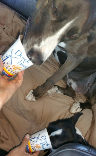 Coffee Shop «Dutch Bros Coffee», reviews and photos, 722 N McQueen Rd, Gilbert, AZ 85233, USA