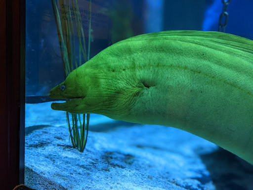 Aquarium «Oregon Coast Aquarium», reviews and photos, 2820 SE Ferry Slip Rd, Newport, OR 97365, USA