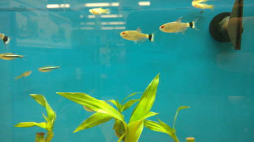 Pet Supply Store «Petco Animal Supplies», reviews and photos, 1121 5th St, Miami Beach, FL 33139, USA