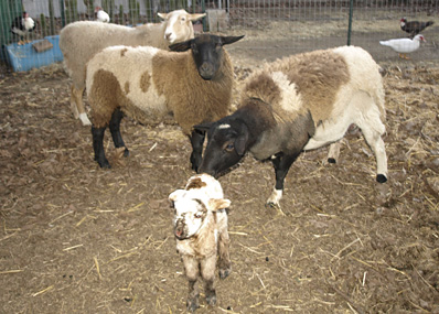 Livestock dealer Modesto