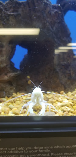 Pet Supply Store «Petco Animal Supplies», reviews and photos, 444 N Santa Cruz Ave, Los Gatos, CA 95030, USA