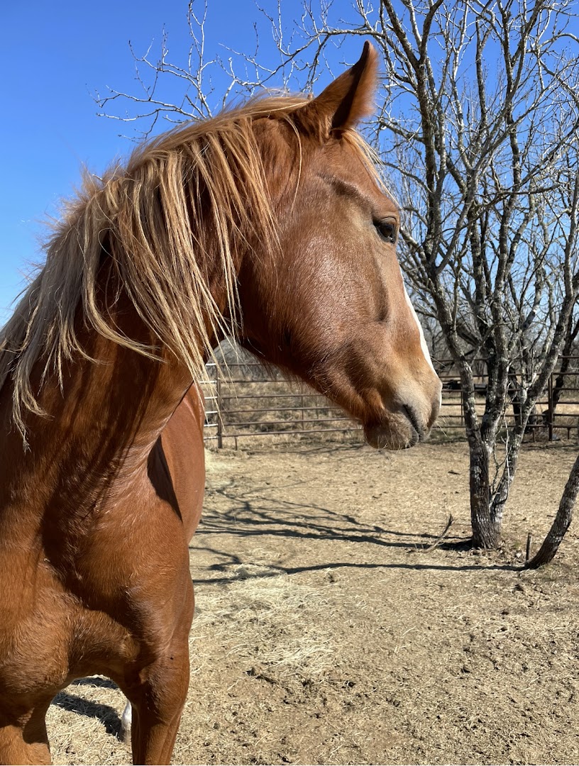 Big Tex Horse Rescue