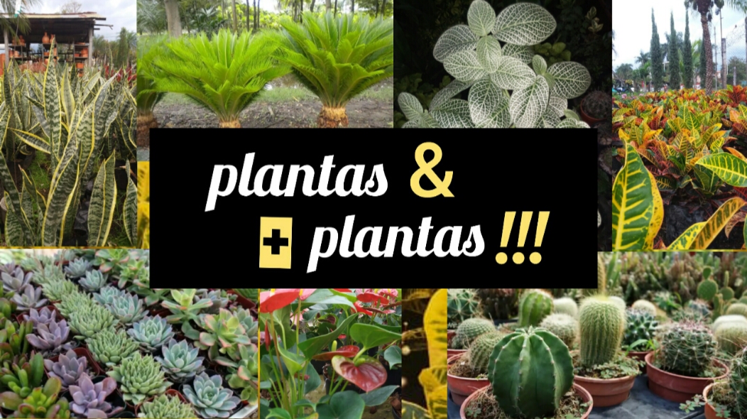 Plantas Y Más Plantas