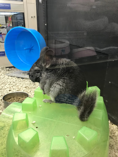 Pet Supply Store «PetSmart», reviews and photos, 160 Wadsworth Blvd, Lakewood, CO 80226, USA