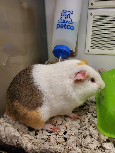 Pet Supply Store «Petco Animal Supplies», reviews and photos, 1275 W Boston Post Rd, Larchmont, NY 10538, USA