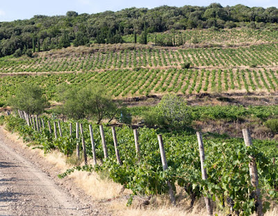 La RABIDOTE - Vignoble LANYE-BARRAC VitiFarm - Vins Bio, Biodynamique & Nature'l à Saint-Nazaire-de-Ladarez