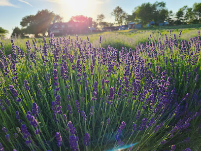 Elam Lavender & Honeybee Farm