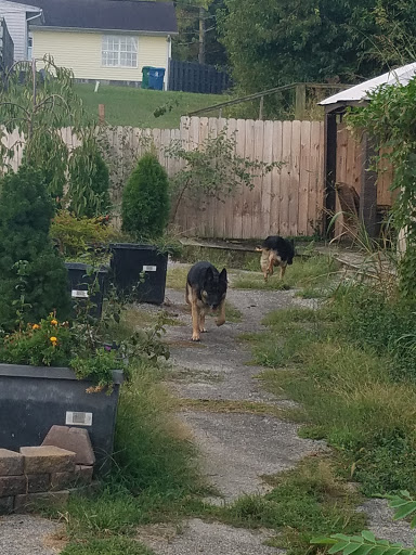 Pets in a Tub, Grooming and Boarding