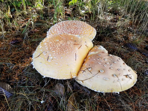 Park «Orchard Park», reviews and photos, 20900 NW Amberwood Dr, Hillsboro, OR 97124, USA