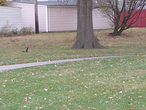 Park «Loew Park», reviews and photos, 4741 W 32nd St, Cleveland, OH 44109, USA