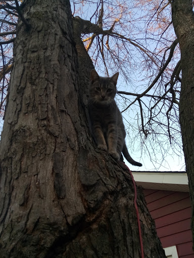 Pet Store «Pick Me Pets», reviews and photos, 4850 S Emerson Ave, Indianapolis, IN 46203, USA