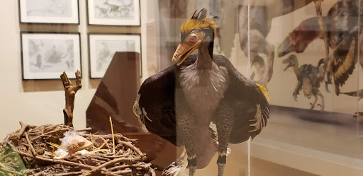 Museum «Museum of Natural and Cultural History», reviews and photos, 1680 E 15th Ave, Eugene, OR 97401, USA