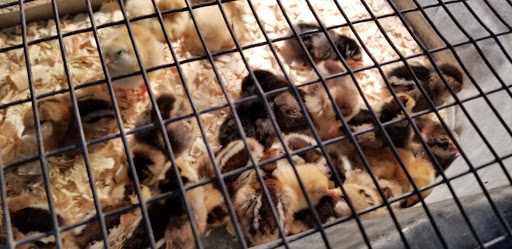 Animal Feed Store «Locke Hill Feed, Pet, & Lawn Supply», reviews and photos, 4927 Golden Quail #105, San Antonio, TX 78240, USA