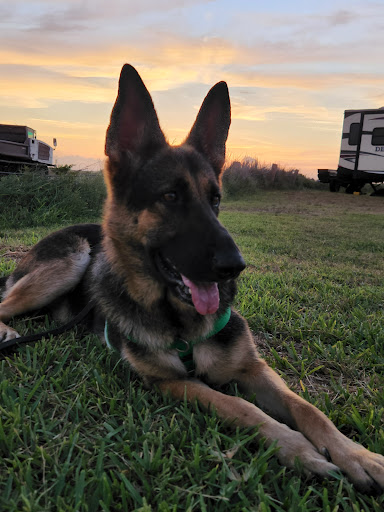 Pet Supply Store «Petco Animal Supplies», reviews and photos, 6418 S Staples St b, Corpus Christi, TX 78413, USA