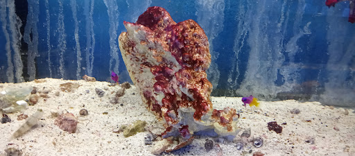 Pet Store «Leesburg Pet Center», reviews and photos, 959 N 14th St, Leesburg, FL 34748, USA