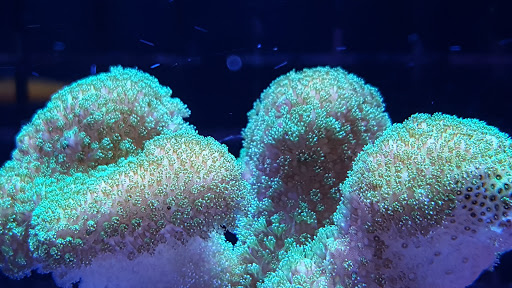 Tropical Fish Store «Optimum Aquarium», reviews and photos, 840 Ernest W Barrett Pkwy NW #700, Kennesaw, GA 30144, USA