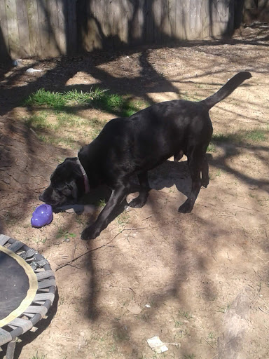 Pet Supply Store «Petco Animal Supplies», reviews and photos, 7715 Laguna Blvd, Elk Grove, CA 95758, USA