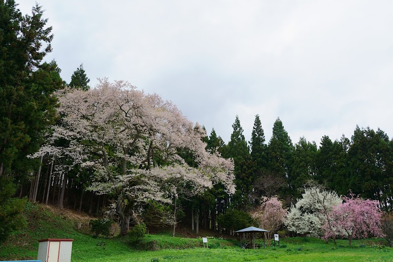 三川長根の種まき桜