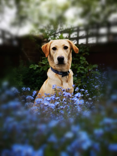 Reviews of Juno & Co, Cumbria - Dog Training & Behaviour in Belfast - Dog trainer