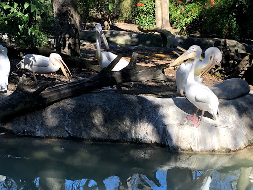 Transit Stop «Dallas Zoo Station», reviews and photos, 614 S. Ewing Avenue, Dallas, TX 75203, USA