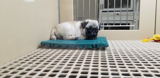 Pet Store «Petland - Ft. Myers», reviews and photos, 7091-13 College Pkwy, Fort Myers, FL 33907, USA