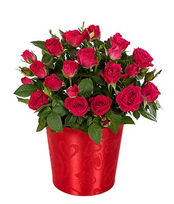 Florist «Petal Pusher Florist», reviews and photos, 2159 Tapo St, Simi Valley, CA 93065, USA